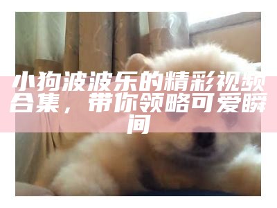 小狗波波乐的精彩视频合集，带你领略可爱瞬间