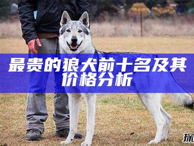 最贵的狼犬前十名及其价格分析