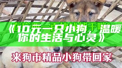 《10元一只小狗，温暖你的生活与心灵》