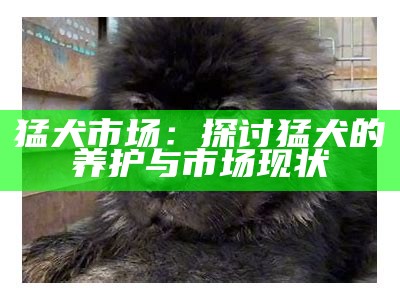 猛犬交易市场：买卖猛犬的注意事项与技巧