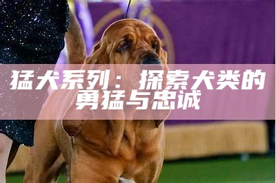 猛犬系列：探索犬类的勇猛与忠诚