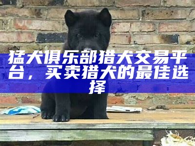 猛犬俱乐部猎犬交易平台，买卖猎犬的最佳选择