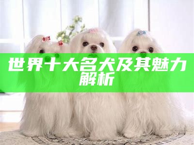 世界十大名犬及其魅力解析