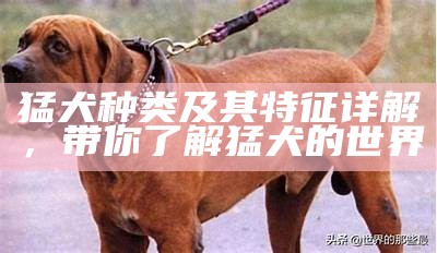 猛犬种类及其特征详解，带你了解猛犬的世界