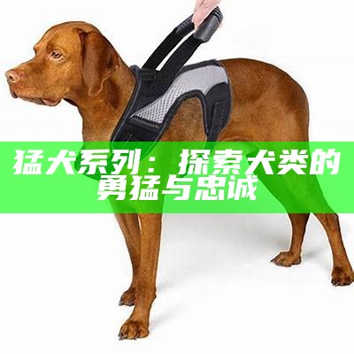 猛犬系列：探索犬类的勇猛与忠诚