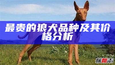 最贵的狼犬品种及其价格分析