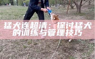 猛犬连超清：探讨猛犬的训练与管理技巧