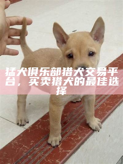 猛犬俱乐部猎犬交易平台，买卖猎犬的最佳选择