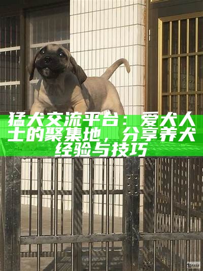 猛犬交流平台：爱犬人士的聚集地，分享养犬经验与技巧