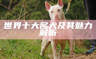 世界十大名犬及其魅力解析