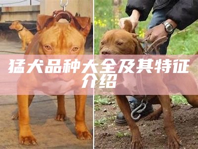 猛犬品种大全及其特征介绍