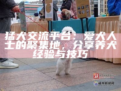 猛犬交流平台：爱犬人士的聚集地，分享养犬经验与技巧