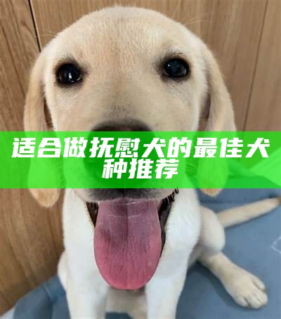 适合做抚慰犬的最佳犬种推荐