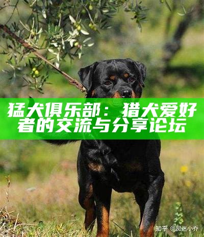 猛犬俱乐部：猎犬爱好者的交流与分享论坛