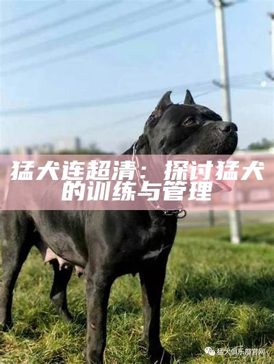 猛犬连超清：探讨猛犬的训练与管理