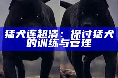 猛犬连超清：探讨猛犬的训练与管理