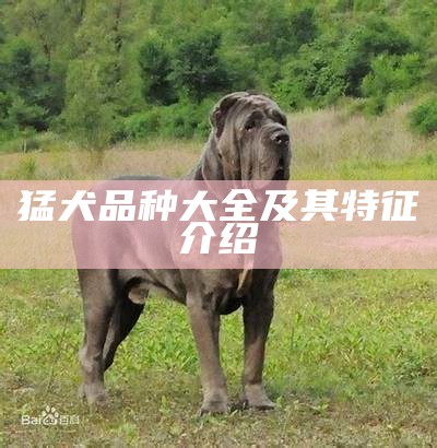 猛犬品种大全及其特征介绍