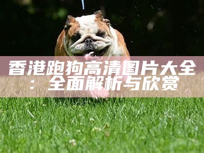 香港跑狗高清图片大全：全面解析与欣赏