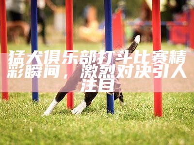 猛犬俱乐部打斗比赛精彩瞬间，激烈对决引人注目