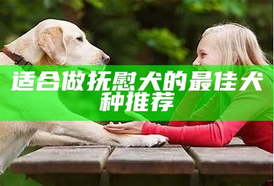 适合做抚慰犬的最佳犬种推荐